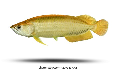 Gold fish, gold arowana, The Asian arowana, dragon fish Scleropages formosus on isolated white background fish gold crossback, is freshwater fish native in Peninsular Malaysia. This has clipping path.