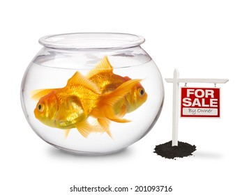 Gold Fish Bowl - For Sale