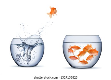 Gold Fish Change Move Retrun Separartion Family Teamwork Concept Jump Into Other Bigger Bowl Isolated On White Background