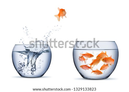 gold fish change move retrun separartion family teamwork concept jump into other bigger bowl isolated on white background