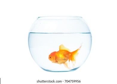 Gold Fish Fishbowl Isolation On White Stock Photo 704759956 | Shutterstock