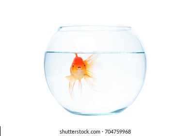 Gold Fish Fishbowl Isolation On White Stock Photo 704759968 | Shutterstock