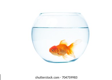 Poisson Rouge Bocal Images Stock Photos Vectors Shutterstock