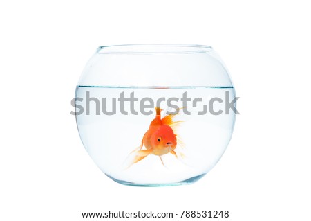Gold fish with fishbowl isolation on the white background