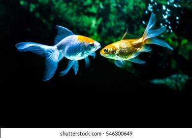 Gold Fish In Fresh Water Aquarium