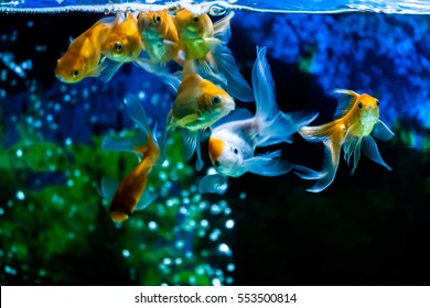 Gold Fish In Fresh Water Aquarium