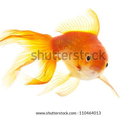 Gold fish (golden carp) isolated on the white background