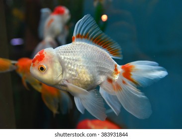 Gold Fish Goldfish Aquarium Stock Photo 383931844 | Shutterstock