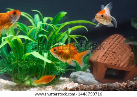 Gold fish or goldfish floating swimming underwater in fresh aquarium tank with green plant. marine life.
