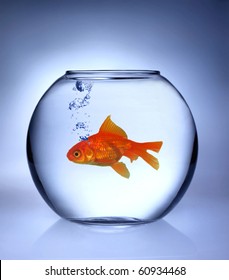 Gold Fish Inside Aquarium Stock Photo 60934468 | Shutterstock