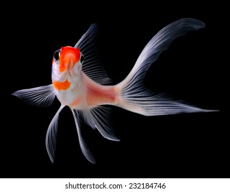 Gold Fish Isolated On Black Background