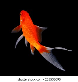 Gold Fish Isolated On Black Background