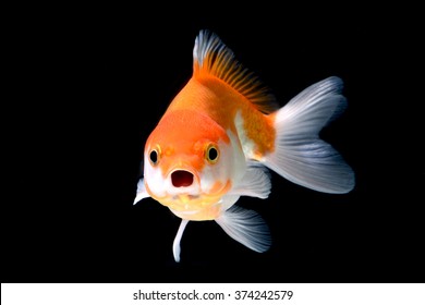 Gold Fish Isolated On Black Background