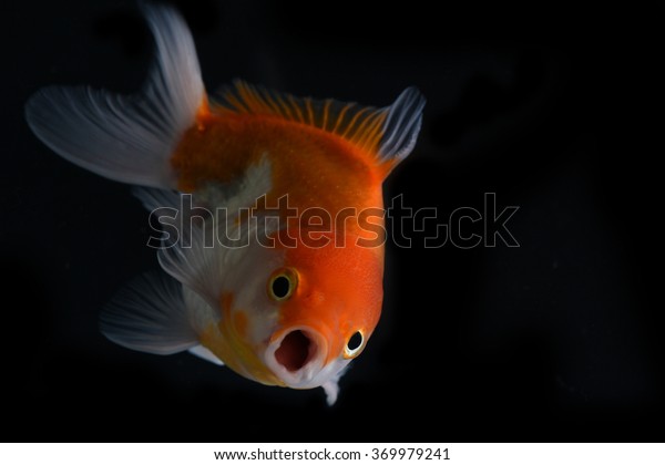 gold fish isolated on\
black background