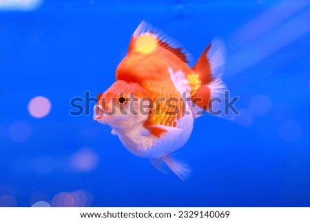 gold fish isolated on blue background