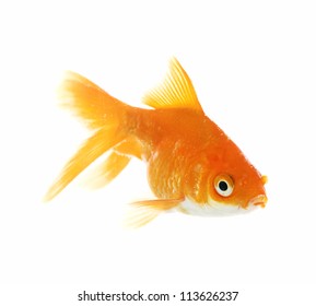 Gold Fish Isolated On White Background Stock Photo 113626237 