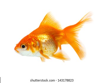 Goldfish Aquarium Fish Golden Color Watercolor Stock Illustration ...