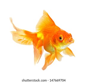 Gold Fish Isolated On White Background