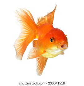 Gold Fish Isolated On White Background