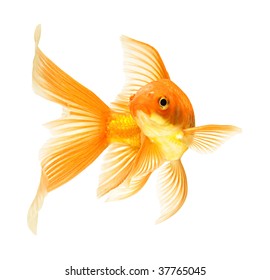 Gold Fish Isolated On White