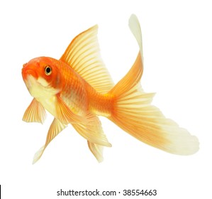 Gold Fish Isolated On White