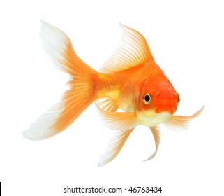 Gold Fish Isolated On White