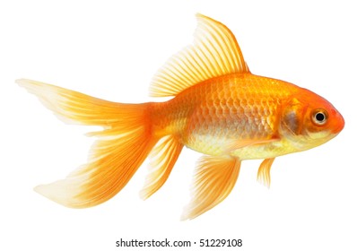 Gold Fish Isolated On White