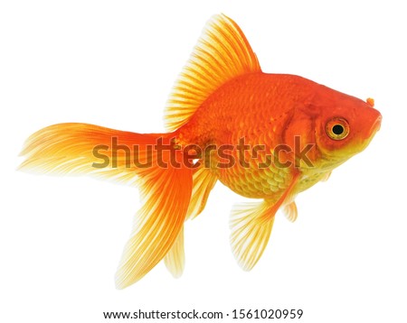 Gold Fish Isolated on White Background 