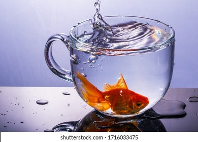 Gold Fish Jump Inside To A Bowl Cup With Water Splash