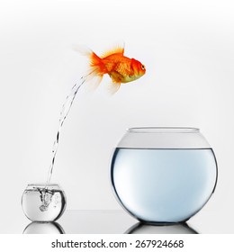 Gold Fish Jumping Out Of Small To Big Fishbowl