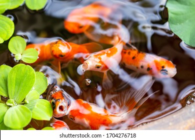 Gold Fish On Small Pond On Beautiful Small Garden