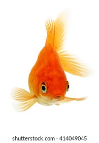 Gold Fish On White Background