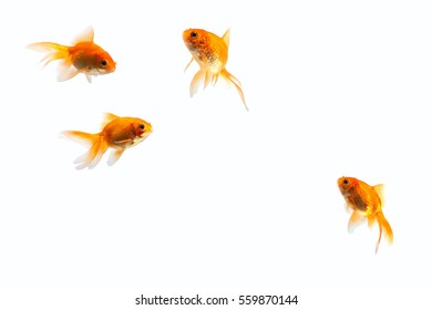 Gold Fish On A White Background