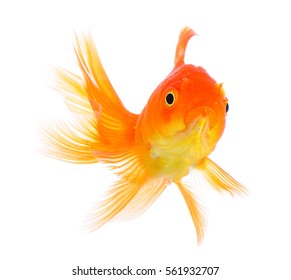 90,080 Small fish on white background Images, Stock Photos & Vectors ...