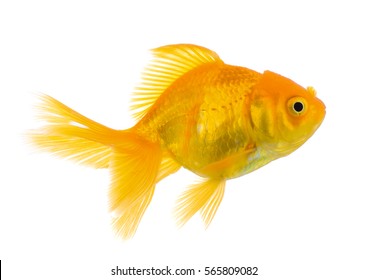 Gold Fish On White Background