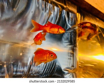 Gold Fish In Plastic Bag