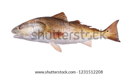 Gold fish  Red Drum (Sciaenops ocellatus). Isolated on white background