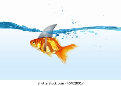 Gold Fish With Shark Flip . Mixed Media