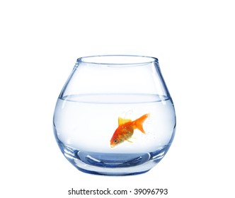 Gold Fish In Spherical Aquarium On White Background