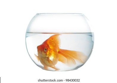 Goldfish Floating Glass Sphere On White Stock Photo 566787976 ...