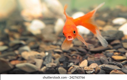 金魚的圖片 庫存照片和向量圖 Shutterstock