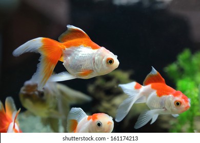 Gold Fish In The Tank