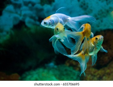 Gold Fishes Swimming In Fresh Water Aquarium