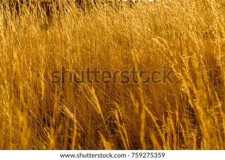 Similar – Beach grass at the Baltic Sea beach