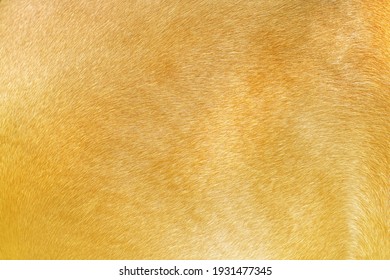 Gold  Horse Fur Texture Nature For Background	