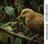 The gold kiwi bird, also known as the Apteryx haastii, is a flightless, nocturnal bird native to New Zealand. Characterized by its small size, long slender beak, and golden-brown plumage, it has adapt