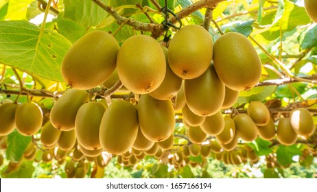 Gold kiwifruit ready for harvest