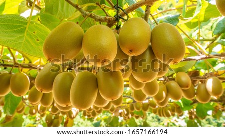 Gold kiwifruit ready for harvest