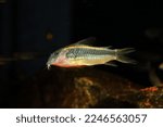 Gold Laser Cory catfish (Corydoras aeneus)