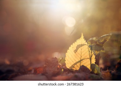 gold leaf